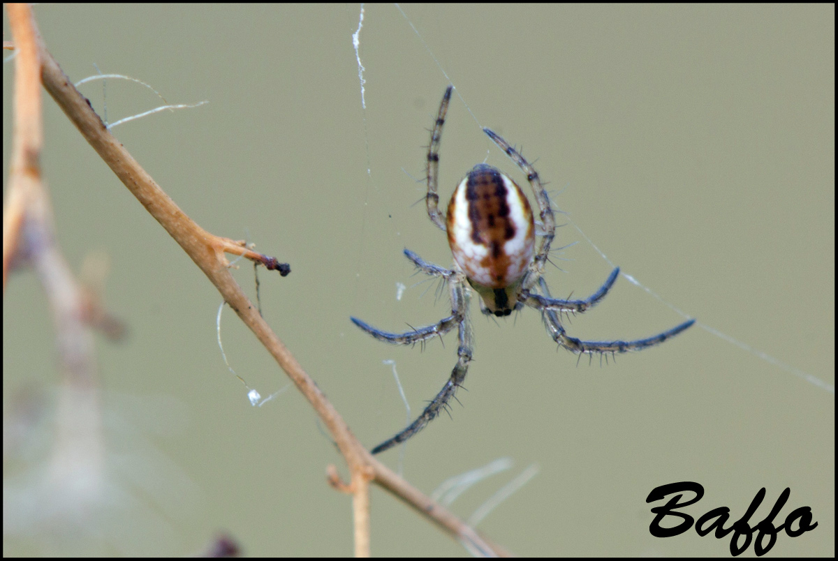 Mangora acalypha - Basovizza (TS)